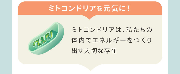 ミトコンドリアを元気に！